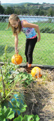 Pumpkin Harvesting 2014 – Brookeside Montessori School Garden