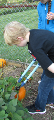 Pumpkin Harvesting 2014 – Brookeside Montessori School Garden