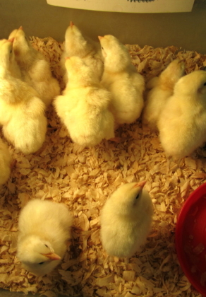 Chick Hatching Project – 6