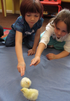 Chick Hatching Project – 4