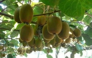 Kiwi on Tree - Healthy Snack Program at Brookeside Montessori