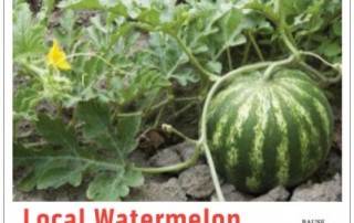 Watermelon Healthy Snack at Brookeside Montessori School