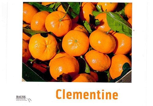 Clementine Oranges - This Week's Healthy Snack