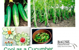 Cucumber - A Healthy Snack