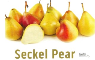 Seckel Pear Healthy Snack