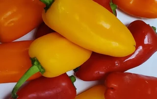 Mini Peppers - a Healthy Snack