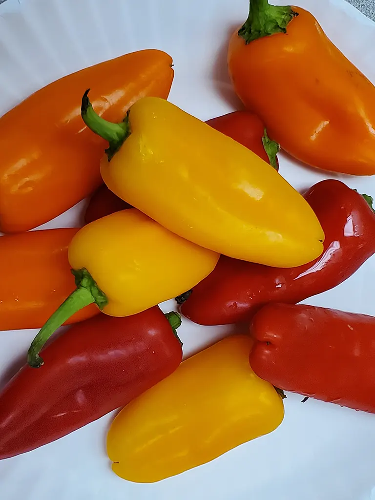 Mini Peppers - a Healthy Snack