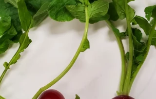 Radishes - healthy snack at Brookeside Montessori School