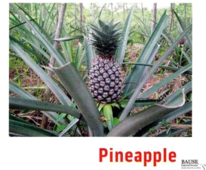 Photo of a pineapple