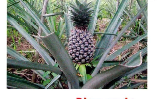 Photo of a pineapple