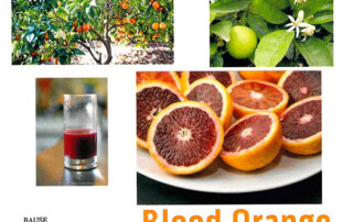 Blood oranges healthy snack at Brookeside Montessori School