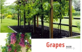 Grapes Healthy Snack