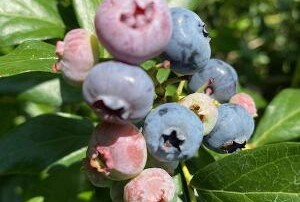 Blueberries healthy snack at Brookeside Montessori School