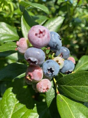 Blueberries healthy snack at Brookeside Montessori School