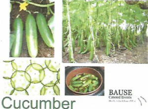 Cucumber healthy snack at Brookeside Montessori School