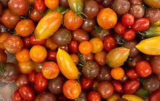 Lancaster County Cherry Tomatoes