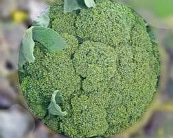 Photo of Broccoli Healthy Snack