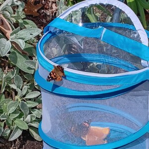 Butterfly, chrysalis, butterfly release, Brookeside Montessori School releaseas their butterflies